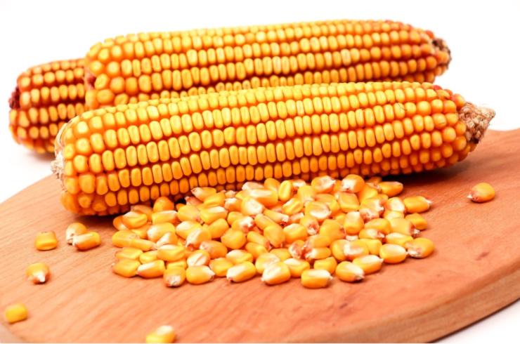 http://www.senwes.co.za/media/Global/images/Scenario/News/2020/09/maize_export.jpg