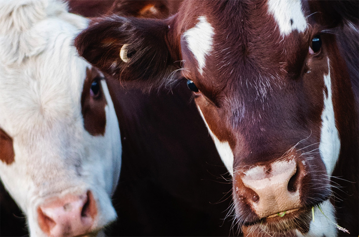 Important facts you should know about foot and mouth disease