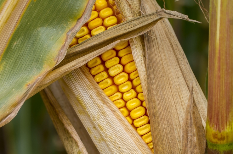 http://www.senwes.co.za/media/Global/images/Senwes/News/2020/10/maize.jpg 