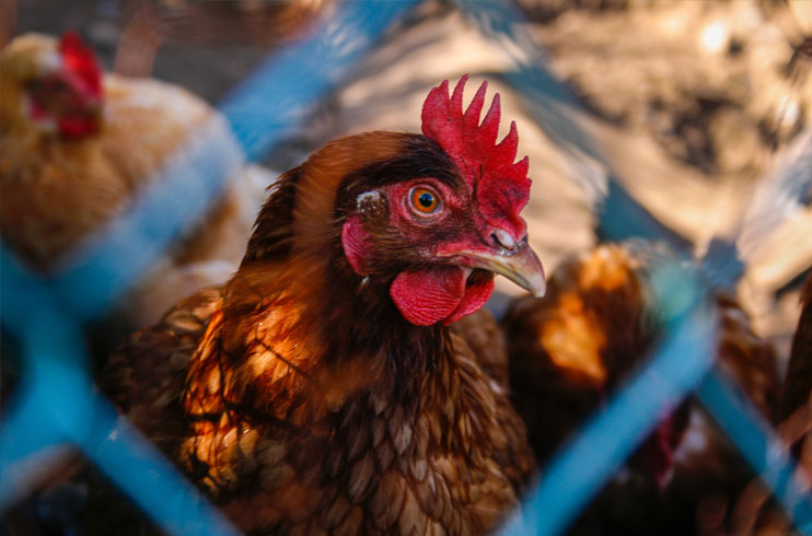 http://www.senwes.co.za/media/Global/images/scenario/news/2019/03/chicken2.jpg