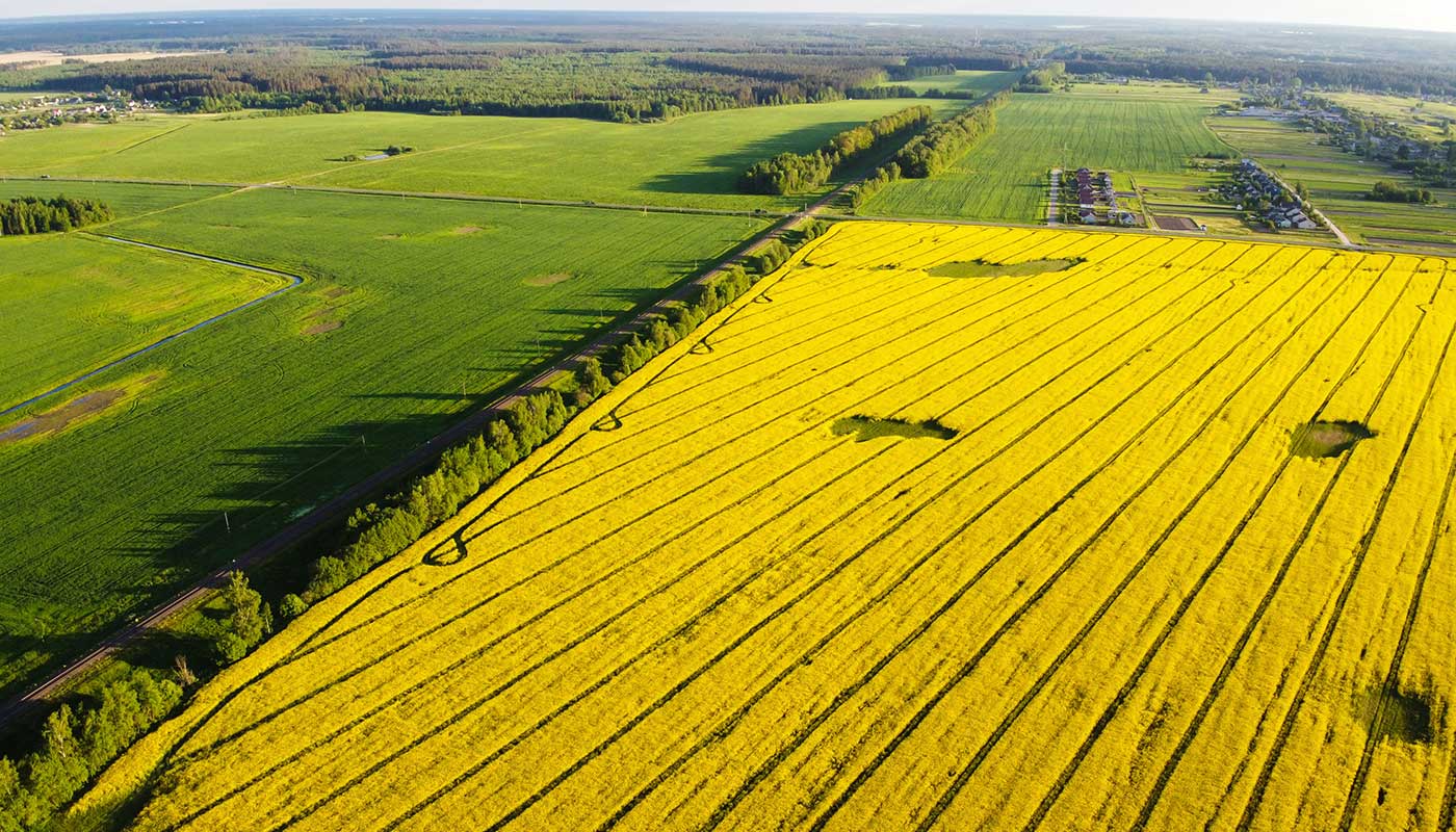 https://www.senwes.co.za/media/Global/images/NationinConversation/2023/canola1.jpg    