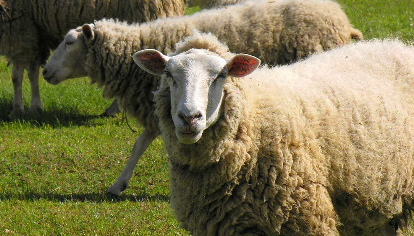 https://www.senwes.co.za/media/Global/images/NationinConversation/2023/sheep2.jpg    