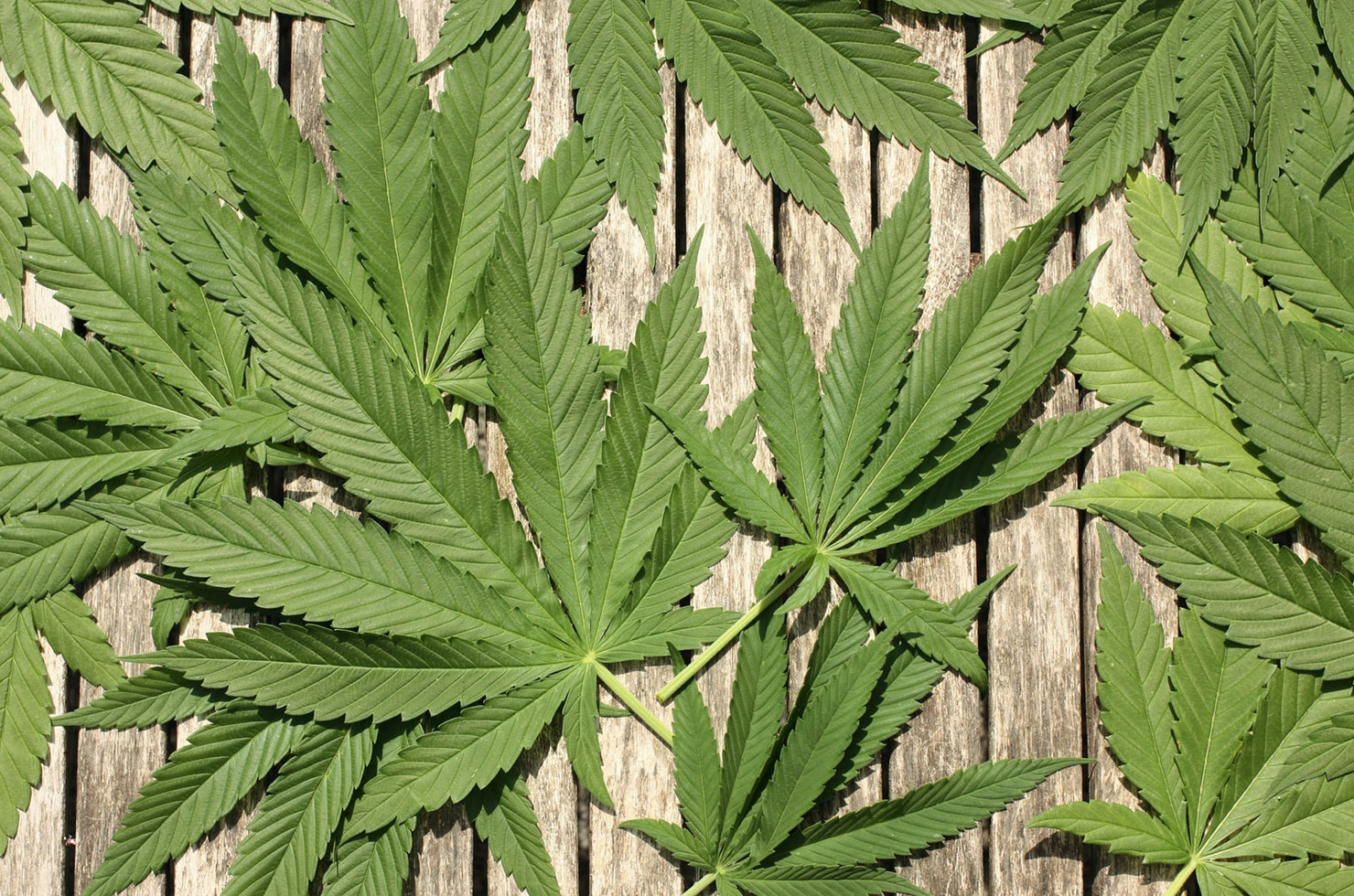 https://www.senwes.co.za/media/Global/images/Senwes/News/2021/09/dagga.jpg