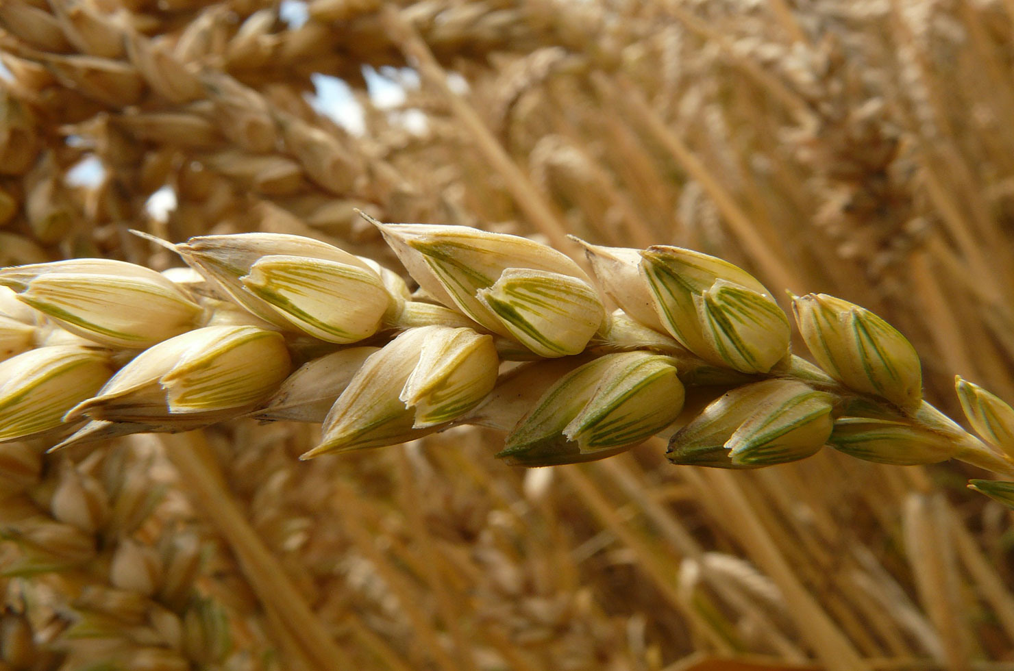 https://www.senwes.co.za/media/Global/images/Senwes/News/2021/10/wheat.jpg