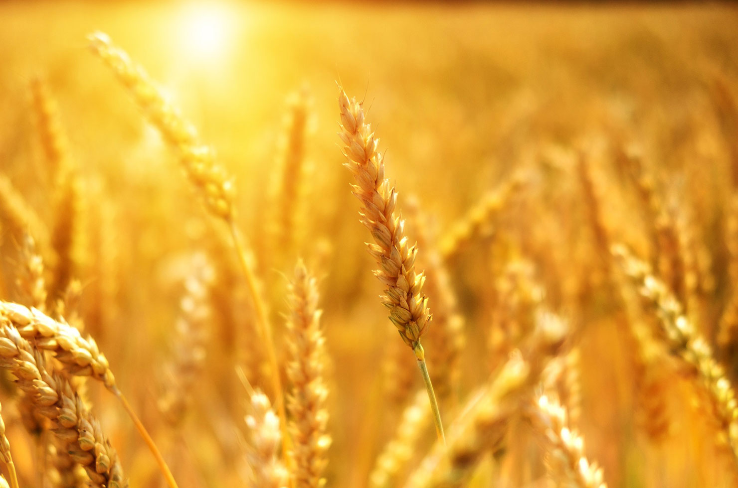 https://www.senwes.co.za/media/Global/images/Senwes/News/2022/02/wheat.jpg